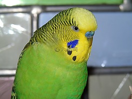 便宜,鸚鵡,鳥(niǎo)