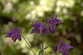 森林的蘭花,花,紫
