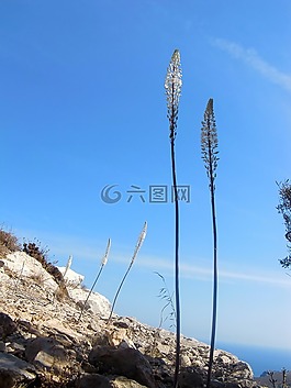 開花,花,蘭花