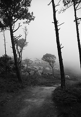 黑色和白色,樹,景觀