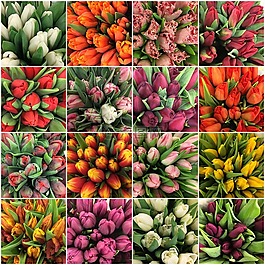 郁金香,鮮花,花卉