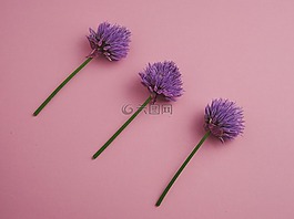 韭菜,blueme,紫