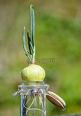 洋蔥,韭菜,根