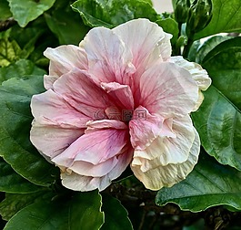 ibisco粉红色,粉红色的花,花