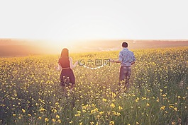 雙低油菜籽,夫婦,原野