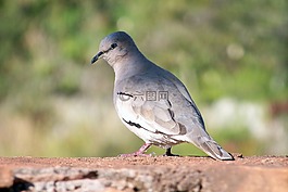 帕吉,性質(zhì),鳥