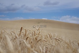 小麥,原野,農(nóng)業(yè)