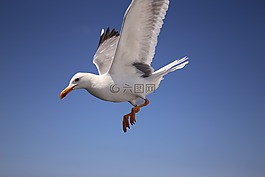海鷗,天空,藍(lán)色