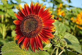 太陽花,花,開花