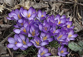 番紅花,鮮花,春