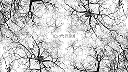 樹,結(jié),樹皮