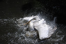 鳥,海,搖