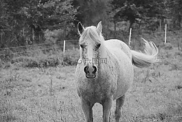 馬,母馬,broodmare
