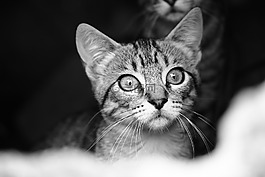猫,街头,黑色和白色