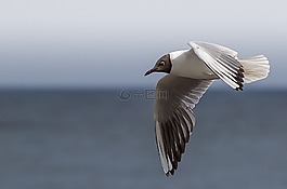 鷗,鳥,逃生