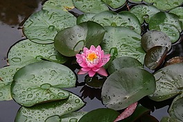 蓮花,花,自然