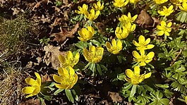冬天烏頭,春天,鮮花