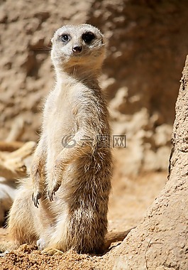 猫鼬suricata,摇滚猫,非洲