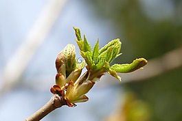 板栗,芽,科