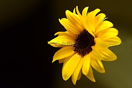 太陽(yáng)花,開(kāi)花,黃色