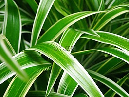 植物,觀賞,葉