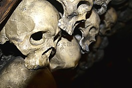 骨骼,颅骨,爬行