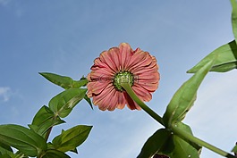 花,下面花,綠色的樹葉