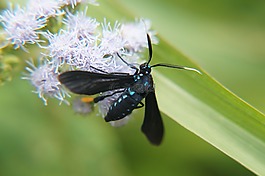 polinizacion,昆虫,蝴蝶
