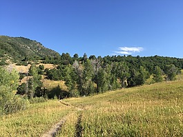 徑,樹(shù),景觀