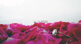 环,婚礼,光