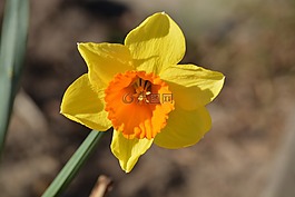 花,春天,復(fù)活節(jié)