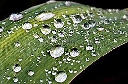雨滴,滴,雨