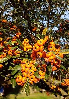 秋,樹(shù),漿果