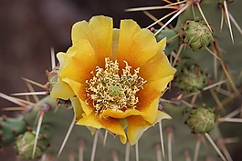 仙人掌,開(kāi)花,花