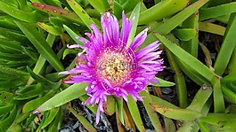 花,紫色,自然