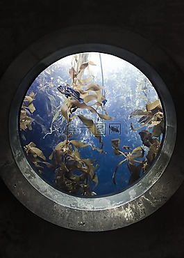門戶網(wǎng)站,魚,水族館
