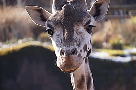 長頸鹿,動物園,哺乳動物