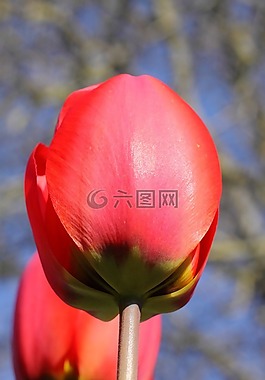 紅色的郁金香,開花,花花園