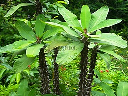 植物,观赏,ephorbia