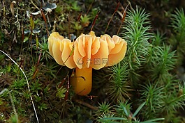 蘑菇,菌類,橙色