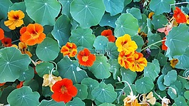 nastartium,绿色,花
