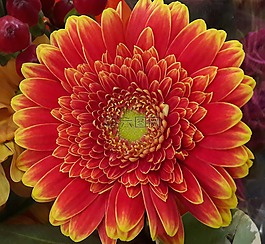 非洲菊,橙色,黃色
