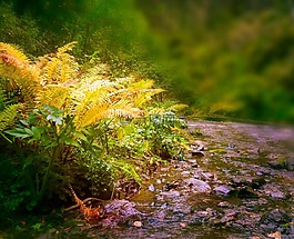 蕨类植物,植物,秋