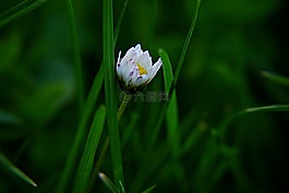 雛菊,花,宏