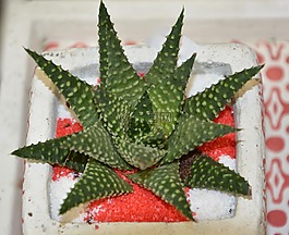 仙人掌,多汁,提供