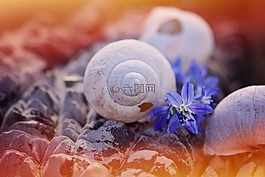 殼,空,離開(kāi)