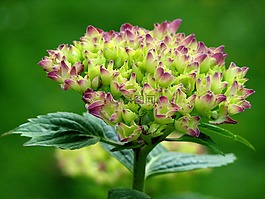 八仙花,盛開,成長