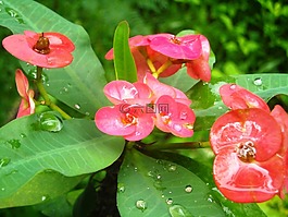 鲜花,ephorbia,红色