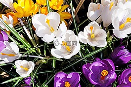 藏紅花,鮮花,盛開(kāi)