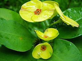 ephorbia,鲜花,黄色
